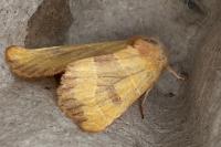 Atethmia centrago
