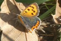 Lycaena phlaeas