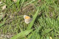 Coenonympha pamphilus
