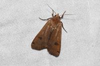 Noctua pronuba