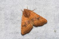 Atethmia centrago