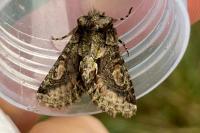 Allophyes oxyacanthae