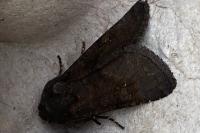 Aporophyla lueneburgensis