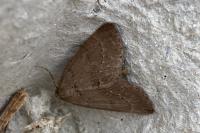 Pachycnemia tibiaria