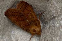 Anchoscelis pistacinoides