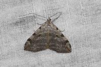 Aplocera
