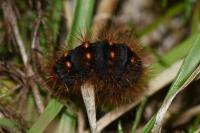 Acronicta auricoma
