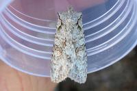 Lithophane ornitopus