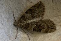 Thera obeliscata