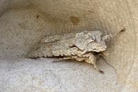 Lithophane ornitopus