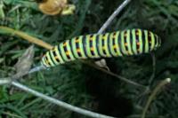 Papilio machaon