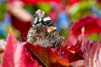 Vanessa atalanta