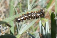Acronicta rumicis