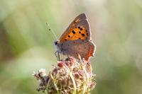 Lycaena phlaeas