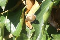 Cacyreus marshalli
