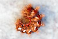 Acronicta rumicis