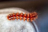 Acronicta rumicis