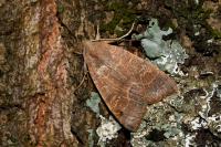 Cirrhia ocellaris