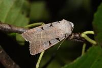 Eugnorisma glareosa