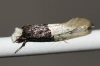 Trichophaga tapetzella