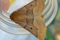 Crocallis tusciaria