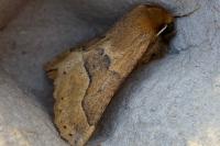 Crocallis tusciaria