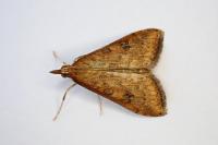 Udea ferrugalis