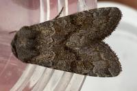 Aporophyla lueneburgensis