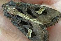 Trigonophora flammea