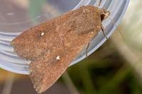 Mythimna albipuncta