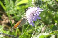 Coenonympha pamphilus