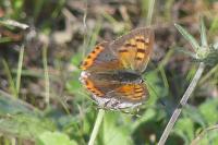 Lycaena phlaeas