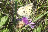 Lycaena tityrus