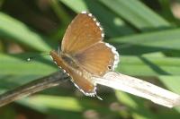Cacyreus marshalli