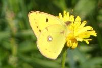 Colias crocea