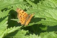 Polygonia c-album