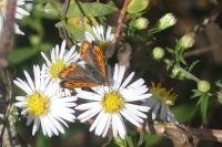 Lycaena phlaeas