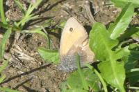 Coenonympha pamphilus