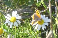 Lycaena phlaeas