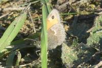 Coenonympha pamphilus