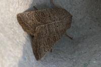 Hoplodrina