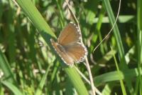 Cacyreus marshalli