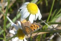 Lycaena phlaeas