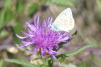 Polyommatus icarus