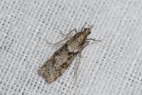 Eudonia angustea