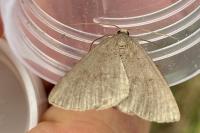 Pachycnemia tibiaria