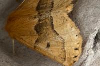 Crocallis tusciaria