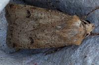 Agrotis trux