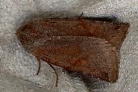 Anchoscelis haematidea