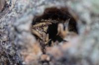 Sesia apiformis